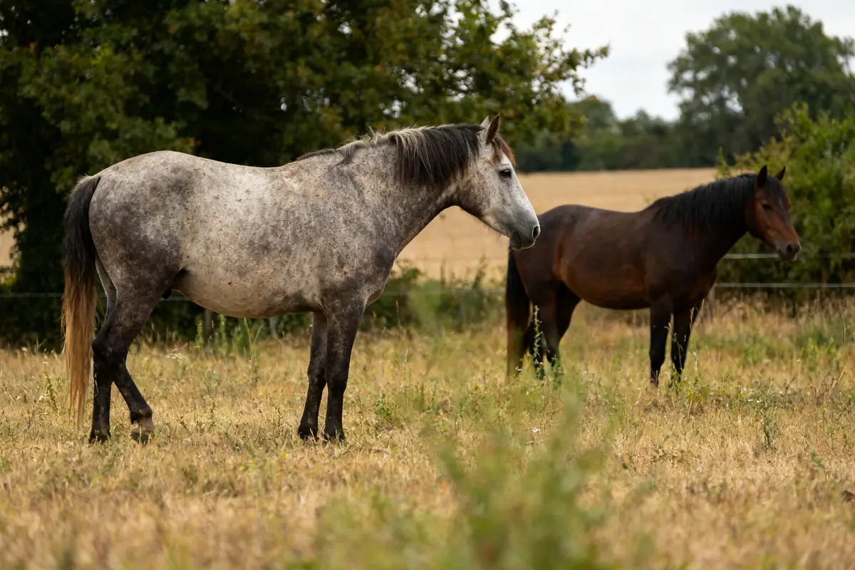 Deux chevaux dans un pré illustrant le tarif assurance cheval en campagne verdoyante